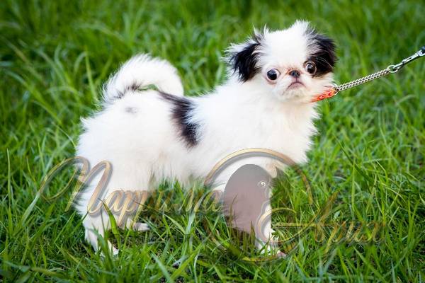 Продается девочка щенок Японского Хина цена в Петербурге 20 000 рублей, рождения 4 января 2016, бело-черного окраса