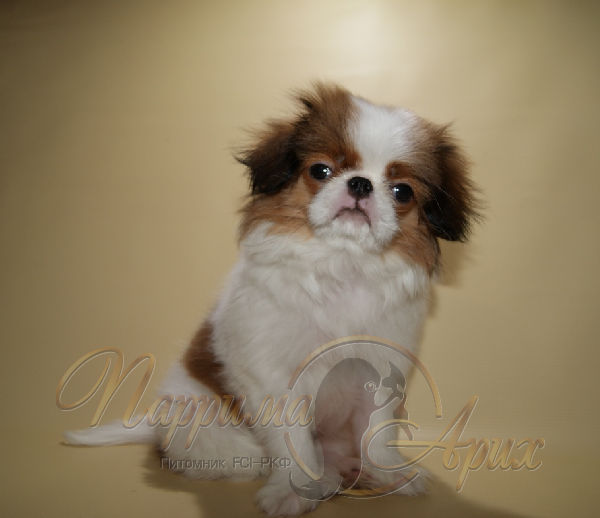 Купить щенка Японского Хина в питомнике Санкт-Петербурга рождения рождения 16 сентября 2017, девочка, бело-рыжего окраса, цена 1000 евро