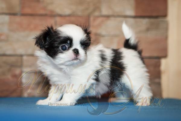 Купить щенка Японского Хина 2016 года рождения в питомнике Петербурга Паррима Арих, стоимость от 25 000 рублей