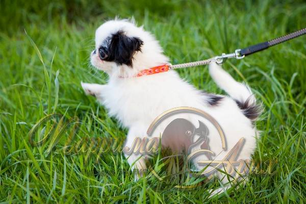 Продается девочка щенок Японского Хина цена в Петербурге 20 000 рублей, рождения 4 января 2016, бело-черного окраса