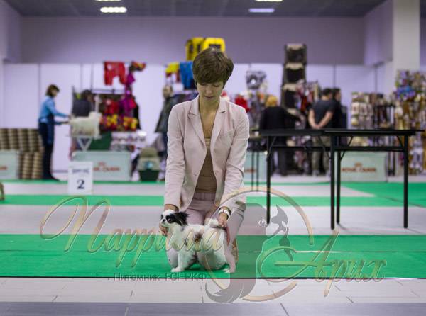 Купить щенка Японского хина в Санкт-Петербурге цена 25 000 рублей от чемпионов в питомнике Паррима-Арих