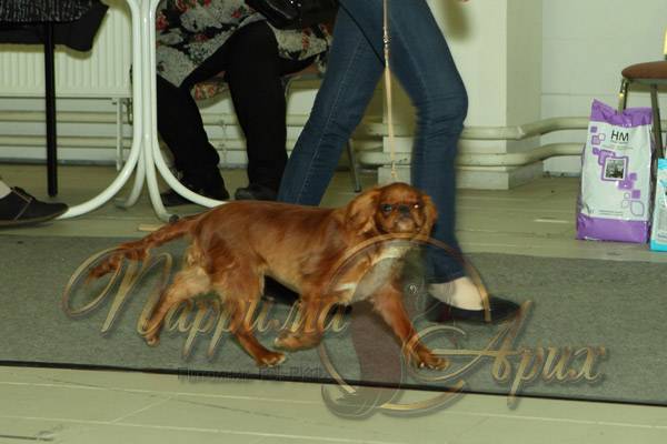 Купить щенка Кавалер кинг чарльз спаниель в Санкт-Петербурге, цена, фото