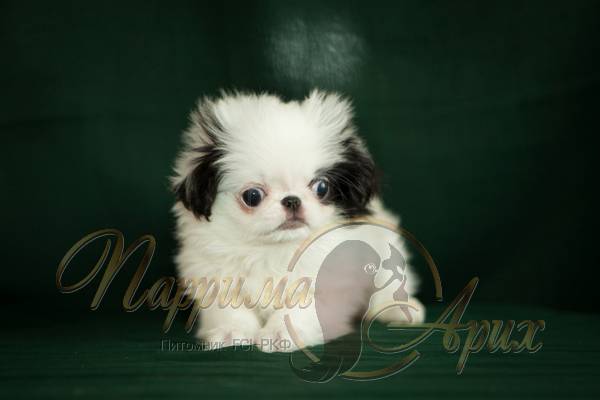 Продажа щенка Японского Хина рождения 4 января 2016, купить в питомнике Петербурга Паррима Арих, цена