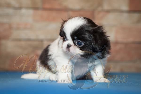 Купить щенка Японского Хина 2016 года рождения в питомнике Спб Паррима Арих, цена